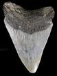Bargain Megalodon Tooth - South Carolina #18413-2